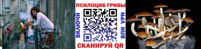 где можно купить   Руза  Галлюциногенные грибы Cubensis 